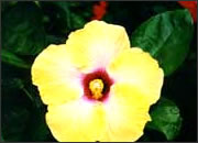 Bora Flower